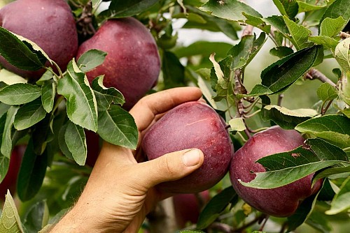 TRENTO E RACCOLTA MELE IN VAL DI NON